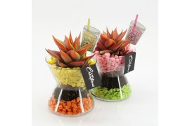 Arrangementen kamerplanten RECR-2509 Summer Colors 1 pp