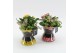 Arrangementen kamerplanten RECR-2507 Summer Colors 2 pp 