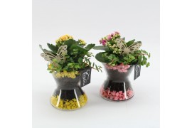 Arrangementen kamerplanten RECR-2507 Summer Colors 2 pp