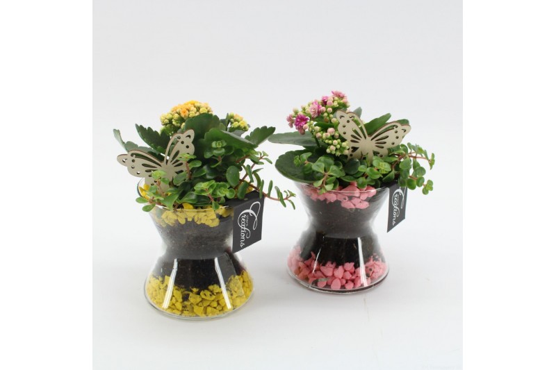 Arrangementen kamerplanten RECR-2507 Summer Colors 2 pp Arrangementen kamerplanten RECR-2507 Summer Colors 2 pp