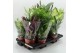 Kamerplanten mix Z-10F Mixplanten Floratino 