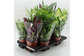 Kamerplanten mix Z-10F Mixplanten Floratino