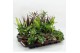 Kamerplanten mix Z-22F Mixplanten Floratino 