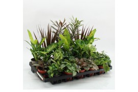 Kamerplanten mix Z-22F Mixplanten Floratino