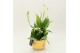 Arrangementen kamerplanten RECR-2505 Summer Colors 2 pp 