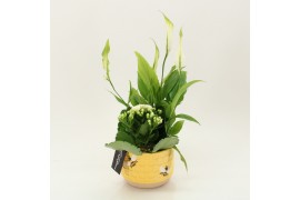 Arrangementen kamerplanten RECR-2505 Summer Colors 2 pp