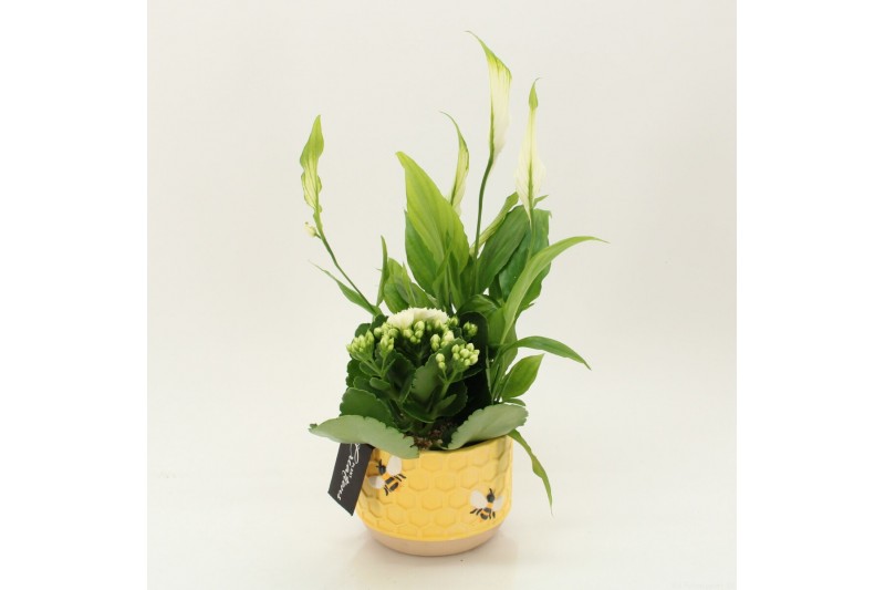 Arrangementen kamerplanten RECR-2505 Summer Colors 2 pp Arrangementen kamerplanten RECR-2505 Summer Colors 2 pp
