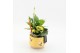Arrangementen kamerplanten SSCR-2517 School Creations 2 pp 