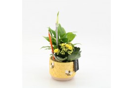 Arrangementen kamerplanten SSCR-2517 School Creations 2 pp
