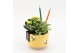 Arrangementen kamerplanten SSCR-2511 School Creations 2 pp 