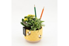 Arrangementen kamerplanten SSCR-2511 School Creations 2 pp