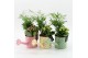 Arrangementen kamerplanten RECR-2525M Summer Colors 2 pp 