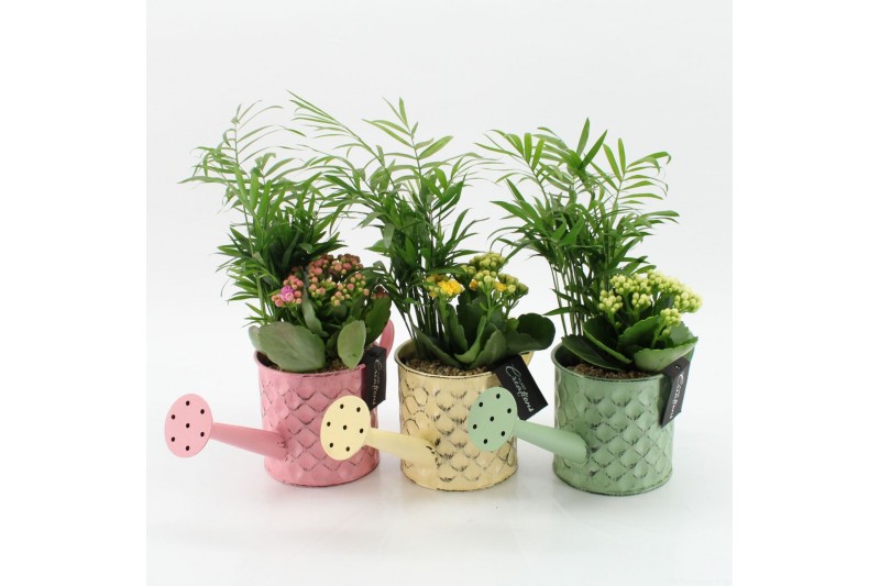 Arrangementen kamerplanten RECR-2525M Summer Colors 2 pp Arrangementen kamerplanten RECR-2525M Summer Colors 2 pp