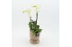 Phalaenopsis PHAL-2504W Phalaenopsis creatie 2 pp 