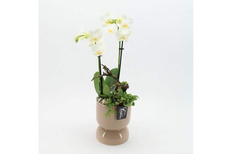 Phalaenopsis PHAL-2504W Phalaenopsis creatie 2 pp Phalaenopsis PHAL-2504W Phalaenopsis creatie 2 pp