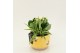 Arrangementen kamerplanten RECR-2515 Summer Colors 2 pp 