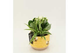 Arrangementen kamerplanten RECR-2515 Summer Colors 2 pp