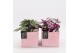 Arrangementen kamerplanten GRCR-2580 Green Essentials 1 pp 