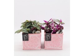 Arrangementen kamerplanten GRCR-2580 Green Essentials 1 pp