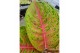 Aglaonema grand blossom 