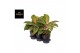 Aglaonema lychee red 