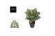 Aglaonema jungle silver 