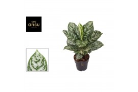 Aglaonema jungle silver