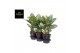 Aglaonema jungle silver 