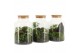 Arrangementen kamerplanten 90777: Landscape terrarium arrangement 5 pp 