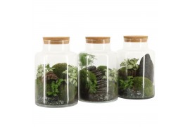 Arrangementen kamerplanten 90777: Landscape terrarium arrangement 5 pp