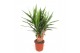 Yucca elephantipes Vertakt 