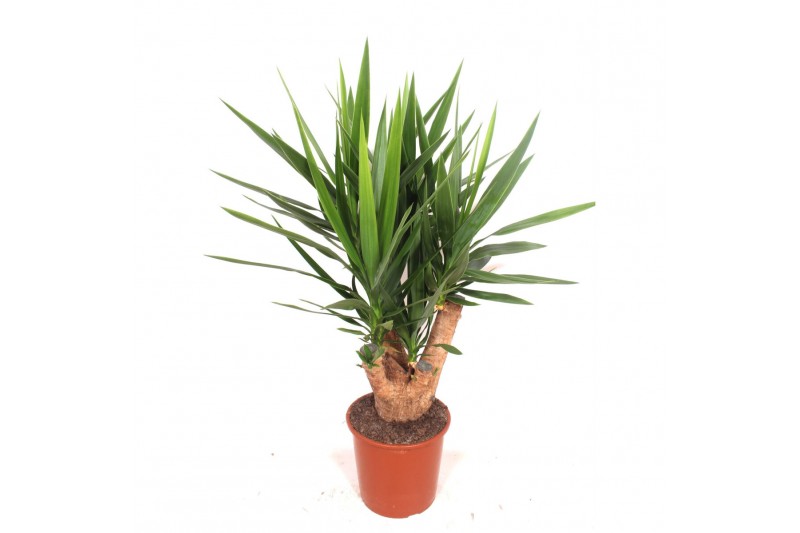 Yucca elephantipes Vertakt 