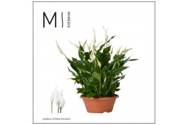 Spathiphyllum bellini Mimesis Spathiphyllum Bellini - 23 cm schaal 15 