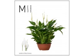 Spathiphyllum chopin Mimesis Spathiphyllum Chopin - 17 cm Schaal 10 bl
