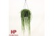 Rhipsalis paradoxa minor hp 