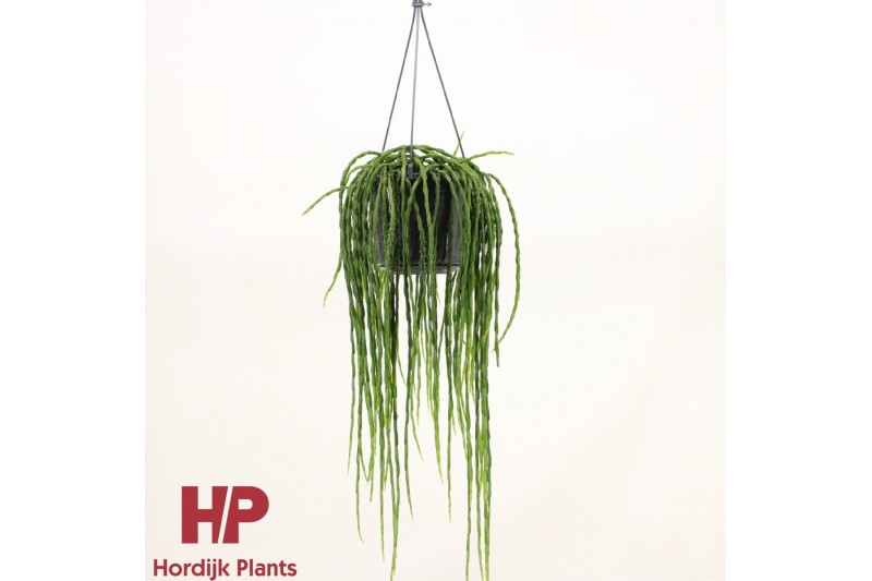 Rhipsalis paradoxa minor hp 