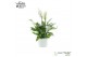 Spathiphyllum bellini 6+ bloem - MakeUpz Zilver glitter 