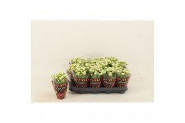 Kalanchoe calandiva whites