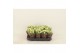 Kalanchoe calandiva whites 