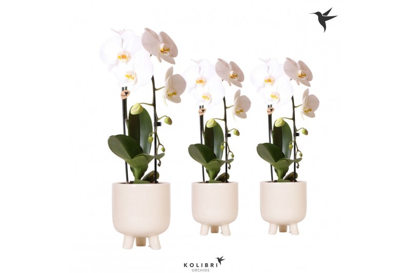 Phalaenopsis elegant cascade Kolibri Orchids Niagara fall white 1 tak Phalaenopsis elegant cascade Kolibri Orchids Niagara fall white 1 tak