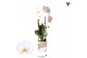 Phalaenopsis elegant cascade 1 tak niagara fall white kolibri orchids 