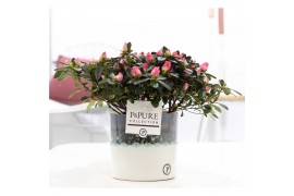 Rhododendron simsii rose vogel roze Azalea P&PURE Collection Illusion 