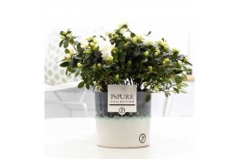 Rhododendron simsii witte vogel wit Azalea P&PURE Collection Illusion 