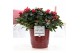 Rhododendron simsii mix Azalea P&PURE Collection Floor keramiek 
