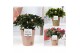 Rhododendron simsii mix Azalea P&PURE Collection Ruby keramiek 