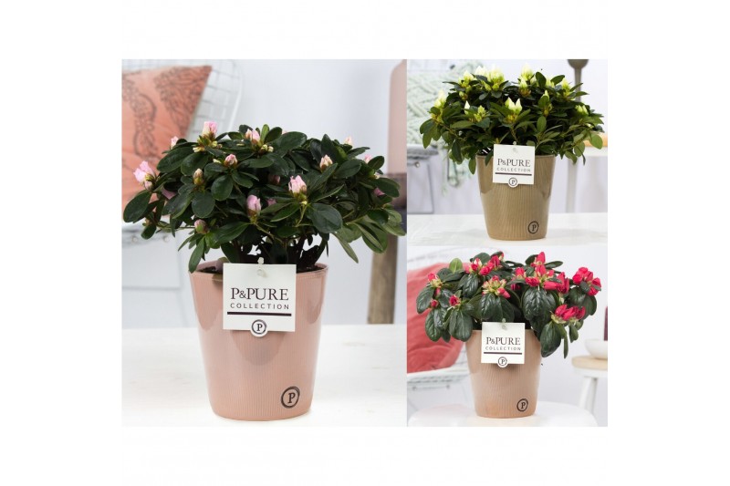Rhododendron simsii mix Azalea P&PURE Collection Ruby keramiek 