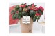 Rhododendron simsii mix Azalea P&PURE Collection Ruby keramiek 