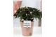 Rhododendron simsii mix Azalea P&PURE Collection Ruby keramiek 
