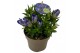 Gentiana scabra rocky diamond blue heart 