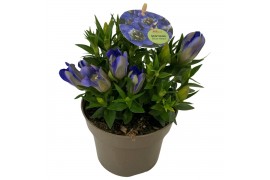 Gentiana scabra rocky diamond blue heart
